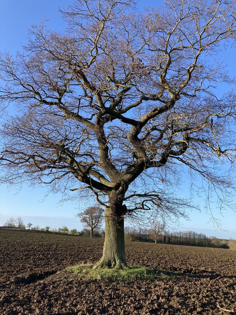 Winter tree 1 - The Oak by sianharrison