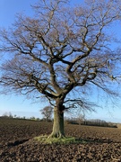 10th Jan 2022 - Winter tree 1 - The Oak