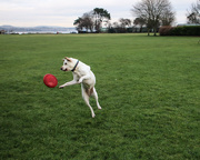 9th Jan 2022 - Frisbee Time
