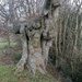 Tree Trunk by kimka