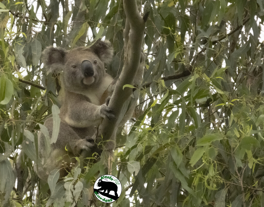 it's Hugo by koalagardens