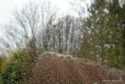 7th Jan 2022 - rainy afternoon at home 