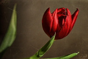 9th Jan 2022 - The Last Tulip