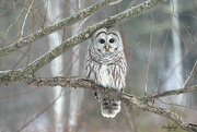 8th Jan 2022 - Hello again ... Mr Barred Owl