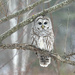 Hello again ... Mr Barred Owl by fayefaye