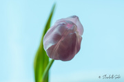 9th Jan 2022 - Pink tulip