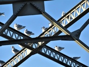 8th Jan 2022 - Seagull Convention small