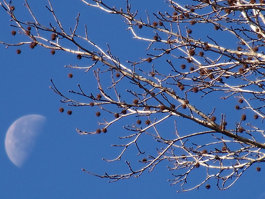 Spiky balls and moon... by marlboromaam