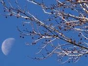 10th Jan 2022 - Spiky balls and moon...