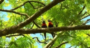 10th Jan 2022 - Two Friends High In A Tree ~