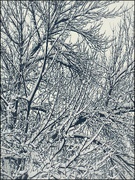 8th Jan 2022 - Branches