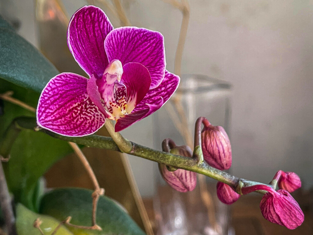 Orchid by jbritt