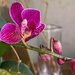Orchid by jbritt