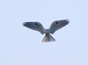 9th Jan 2022 - Dinner Time for A White-Tailed Kite