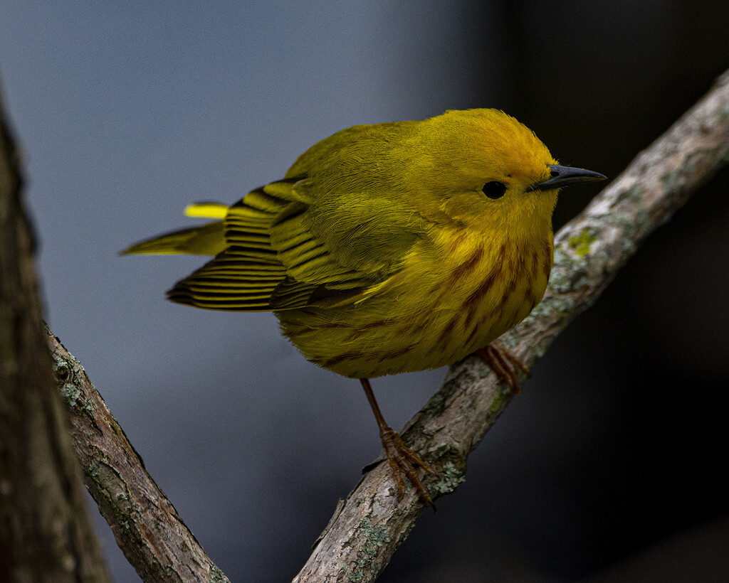 Yellow Warbler by cwbill