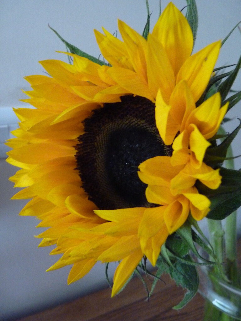Sunflower by lellie