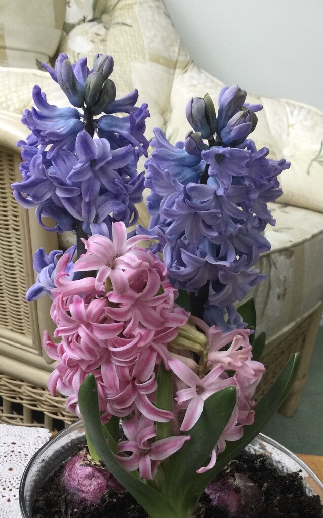Home Grown Hyacinths  by foxes37