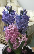 10th Jan 2022 - Home Grown Hyacinths 