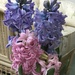 Home Grown Hyacinths 