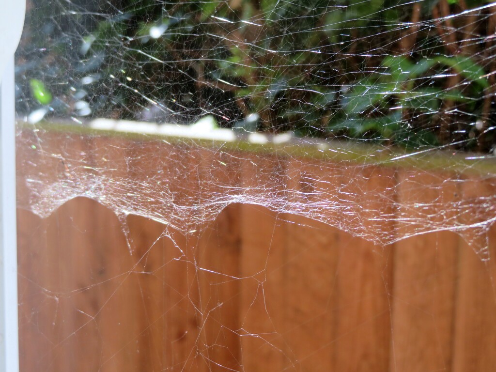 Spiderwebs by lellie