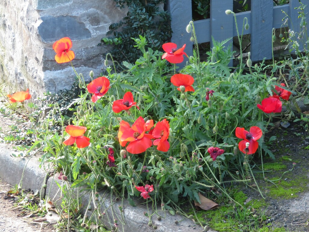 Bright Poppies by lellie