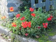 9th Oct 2021 - Bright Poppies