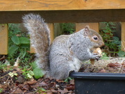 9th Jan 2022 - Found something to eat in this garden at last !!