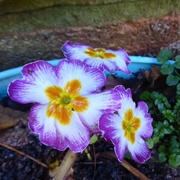 8th Jan 2022 - Little patch of colour in a grey soggy garden.