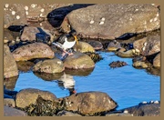 10th Jan 2022 - Oystercatcher By A Rockpool,Seahouses