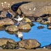 Oystercatcher By A Rockpool,Seahouses
