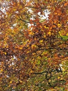 1st Dec 2021 - autumn leaves
