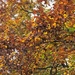 autumn leaves by cam365pix