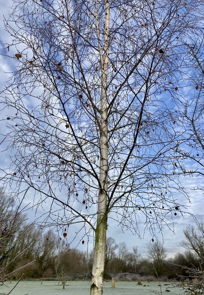 Winter trees 2. Silver birch by sianharrison