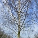 Winter trees 2. Silver birch by sianharrison