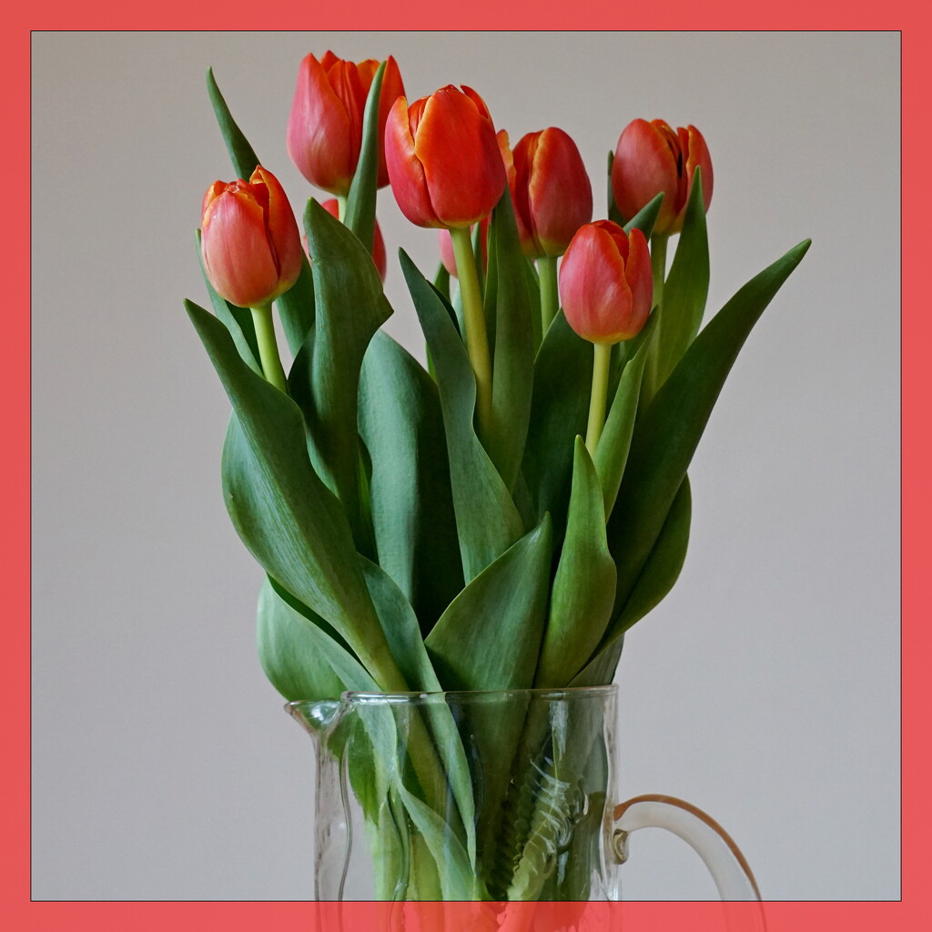 red tulips in a glass vase by quietpurplehaze