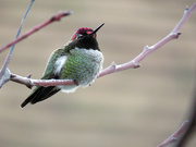 10th Jan 2022 - Hummingbird