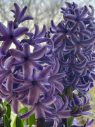 9th Jan 2022 - Hyacinths