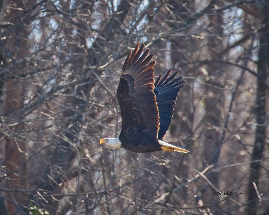 LHG_7282-Eagle in flight across the river  by rontu