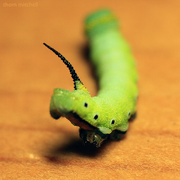 7th Sep 2021 - Horned caterpillar