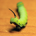 Horned caterpillar by rhoing