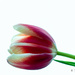 Tulip by elisasaeter
