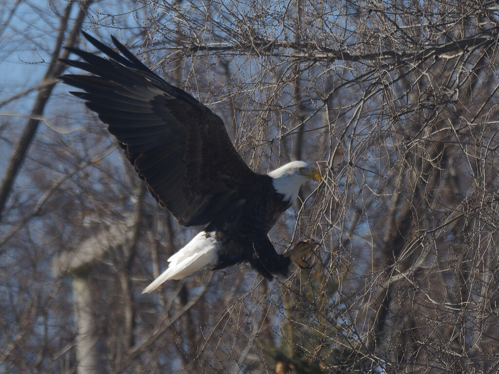 Bald eagle landing  by rminer