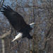 Bald eagle landing 