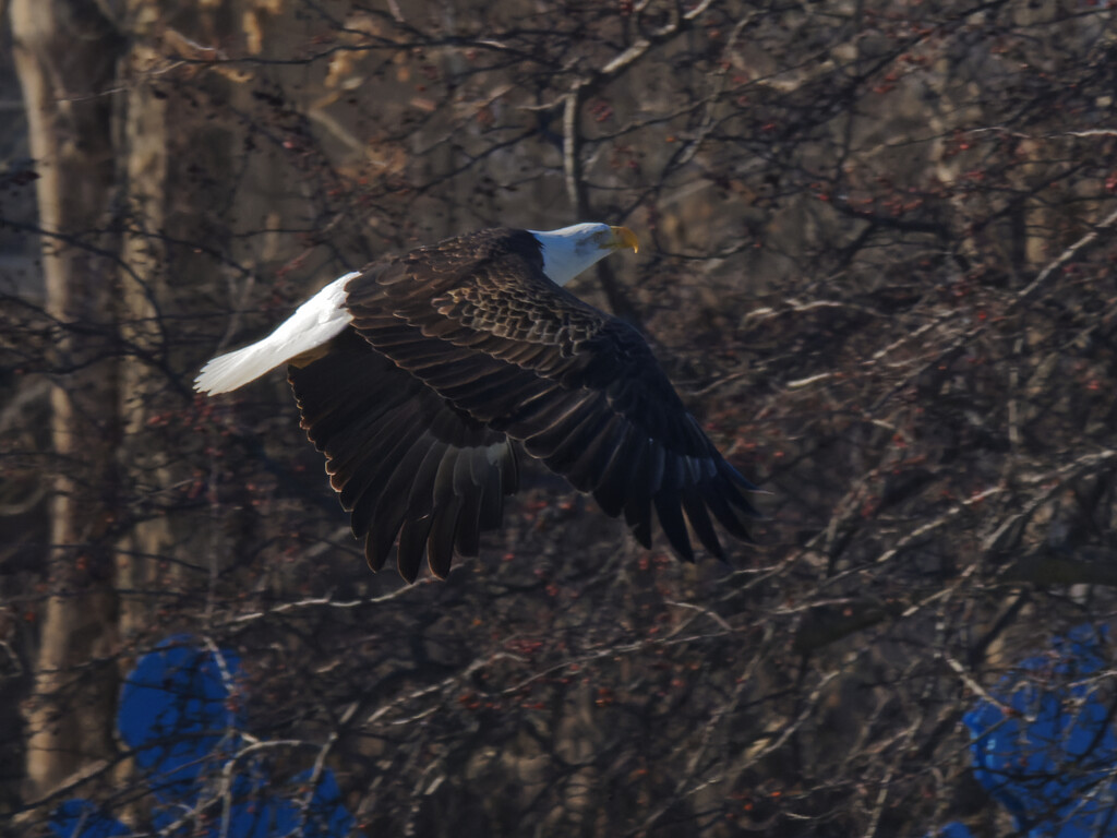 bald eagle in flight  by rminer