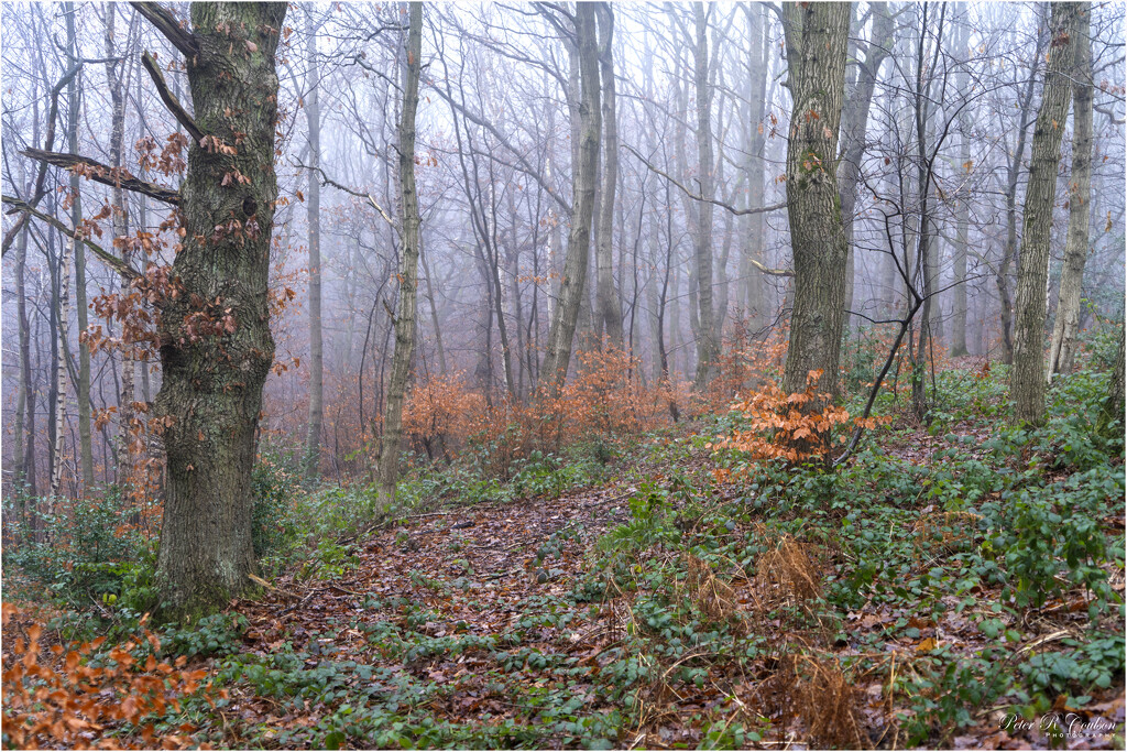 Woodland Colour by pcoulson