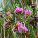 Lakeside Purple Flower ~  by happysnaps