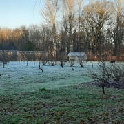 10th Jan 2022 - A view across the orchard 