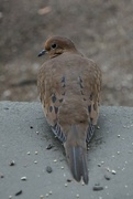 10th Jan 2022 - Mourning Dove