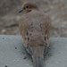 Mourning Dove by tunia