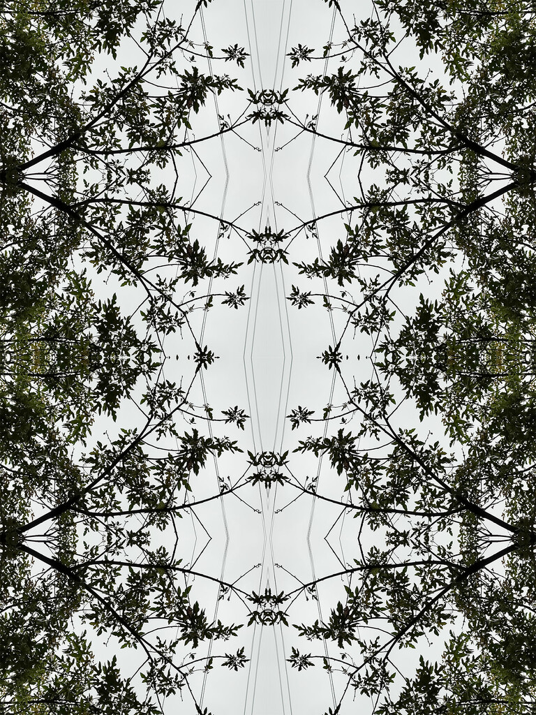 MIrror reversed - trees and lines by jeneurell